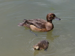 FZ005872 Tufted duck (Aythya fuligula) and duckling.jpg